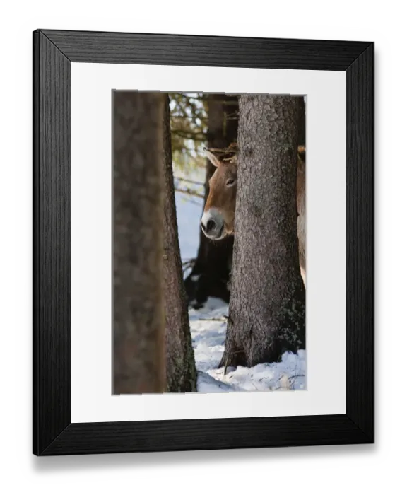 Framed Print : Przewalskis Horse or Takhi (Equus ferus przewalskii) in winter and snow, captive