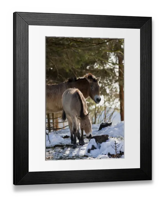 Framed Print : Przewalskis Horse or Takhi (Equus ferus przewalskii) in winter and snow, captive Framed Print : Przewalskis Horse or Takhi (Equus ferus przewalskii) in winter and snow, captive