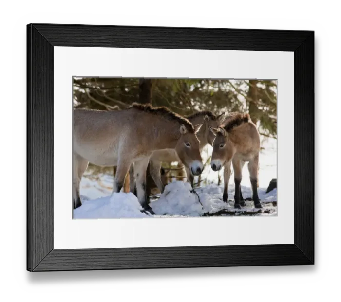 Framed Print : Przewalskis Horse or Takhi (Equus ferus przewalskii) in winter and snow, captive