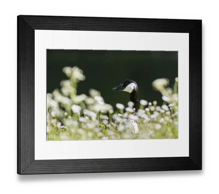 Framed Print : Canada goose (Branta canadensis). Europe, central europe, Germany, Bavaria, May