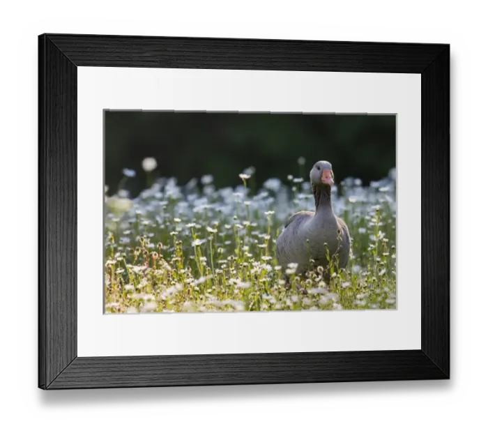 Framed Print : Greylag goose (Anser anser). Europe, central europe, germany, bavaria, munich, May Framed Print : Greylag goose (Anser anser). Europe, central europe, germany, bavaria, munich, May