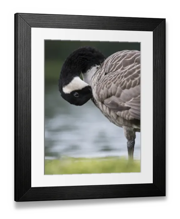 Framed Print : Canada goose (Branta canadensis). Europe, central europe, Germany, Bavaria, September