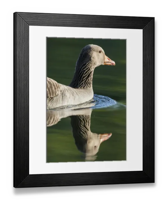 Framed Print : Greylag goose (Anser anser). Europe, central europe, germany, bavaria, munich, May Framed Print : Greylag goose (Anser anser). Europe, central europe, germany, bavaria, munich, May