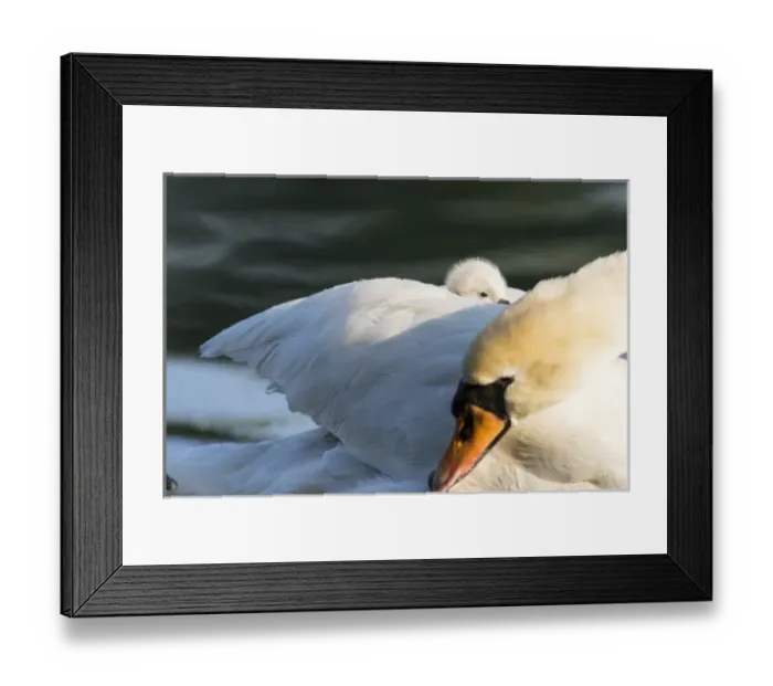 Framed Print : Mute Swan (Cygnus olor), chick riding on the back. Europe, central europe, Germany