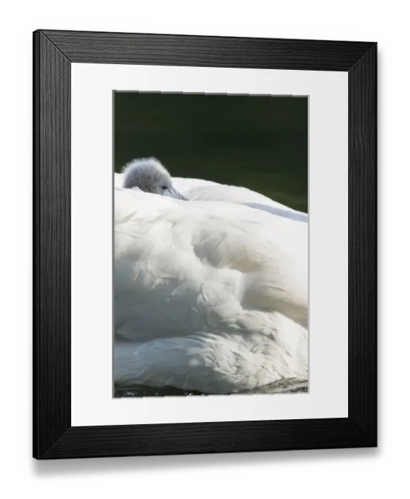 Framed Print : Mute Swan (Cygnus olor), chick riding on the back. Europe, central europe, Germany Framed Print : Mute Swan (Cygnus olor), chick riding on the back. Europe, central europe, Germany