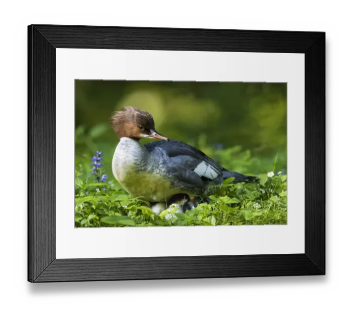 Framed Print : Goosander (Mergus merganser) also called common merganser with chicks. Munich, Bavaria