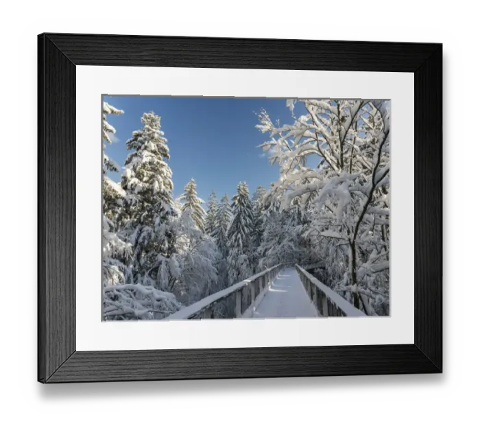 Framed Print : The Canopy Walkway (Baumwipfelpfad) of the visitor center of the National Park Bavarian Forest