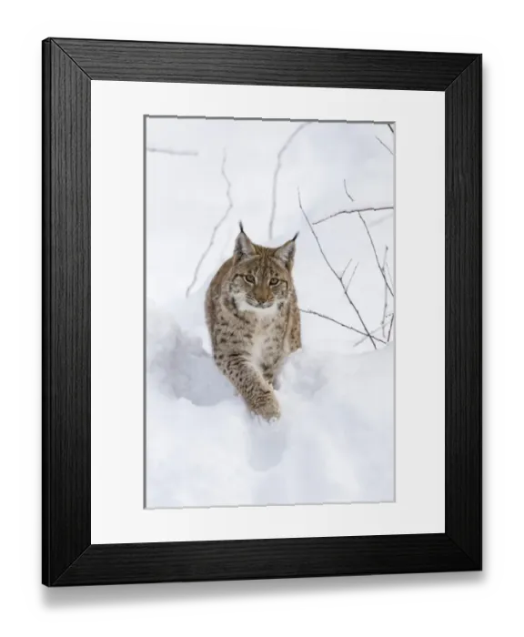 Framed Print : Eurasian lynx (Lynx lynx ) during winter in National Park Bavarian Forest (Bayerischer Wald)