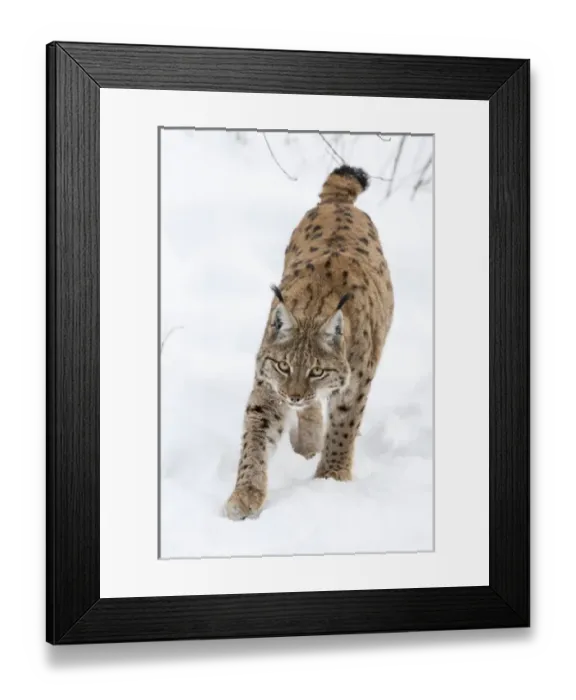 Framed Print : Eurasian lynx (Lynx lynx ) during winter in National Park Bavarian Forest (Bayerischer Wald) Framed Print : Eurasian lynx (Lynx lynx ) during winter in National Park Bavarian Forest (Bayerischer Wald)