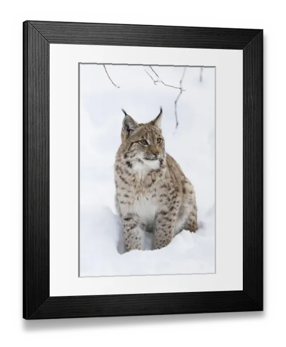 Framed Print : Eurasian lynx (Lynx lynx ) during winter in National Park Bavarian Forest (Bayerischer Wald) Framed Print : Eurasian lynx (Lynx lynx ) during winter in National Park Bavarian Forest (Bayerischer Wald)
