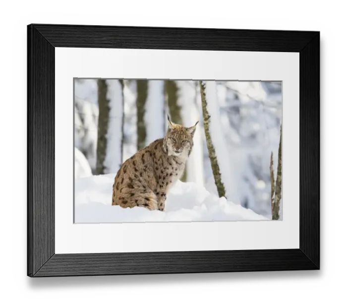 Framed Print : Eurasian lynx (Lynx lynx ) during winter in National Park Bavarian Forest (Bayerischer Wald) Framed Print : Eurasian lynx (Lynx lynx ) during winter in National Park Bavarian Forest (Bayerischer Wald)