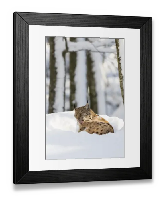 Framed Print : Eurasian lynx (Lynx lynx ) during winter in National Park Bavarian Forest (Bayerischer Wald)