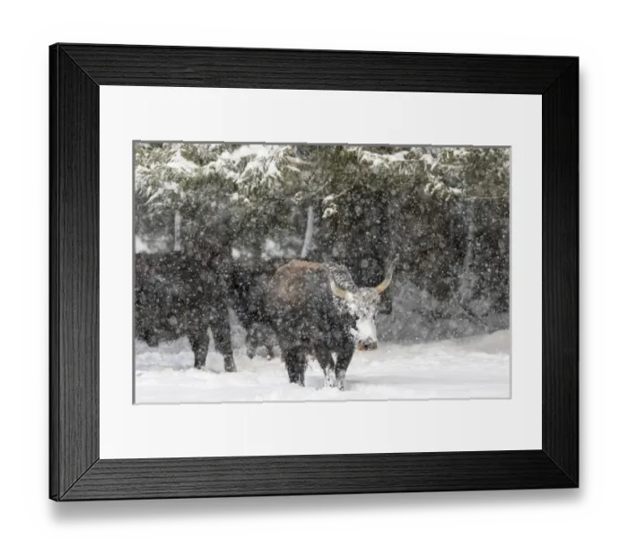 Framed Print : Heck Cattle (Bos primigenius taurus), an attempt to breed back the extinct Aurochs