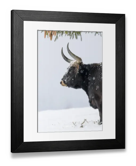 Framed Print : Heck Cattle (Bos primigenius taurus), an attempt to breed back the extinct Aurochs Framed Print : Heck Cattle (Bos primigenius taurus), an attempt to breed back the extinct Aurochs