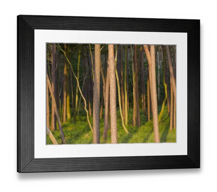 Framed Print : Coastal forest at the Weststrand (western beach) on the Darss Peninsula Framed Print : Coastal forest at the Weststrand (western beach) on the Darss Peninsula