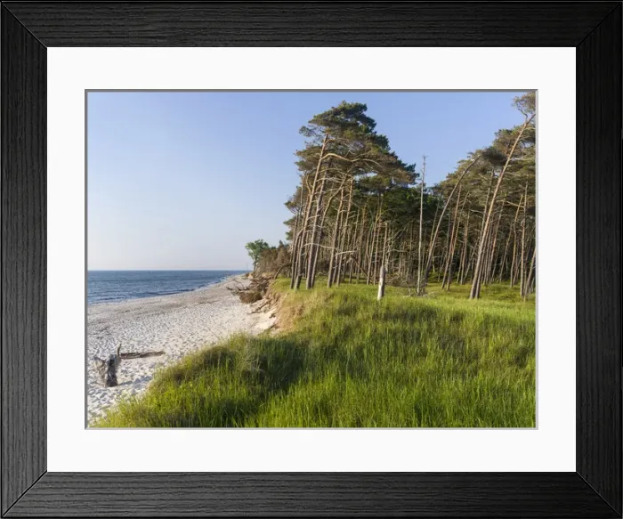 Framed Print : Coastal forest at the Weststrand (western beach) on the Darss Peninsula
