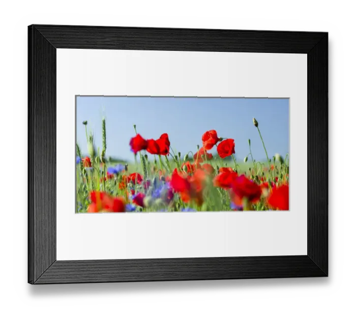 Framed Print : Field with poppy and conrflowers in the Usedomer Schweiz on the island of Usedom Framed Print : Field with poppy and conrflowers in the Usedomer Schweiz on the island of Usedom