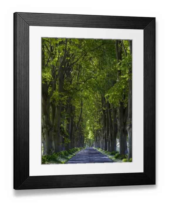 Framed Print : Alley on the island of Usedom. Europe, Germany, Mecklenburg-Western Pomerania, Usedom Framed Print : Alley on the island of Usedom. Europe, Germany, Mecklenburg-Western Pomerania, Usedom