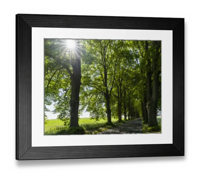 Framed Print : Alley on the island of Usedom. Europe, Germany, Mecklenburg-Western Pomerania, Usedom