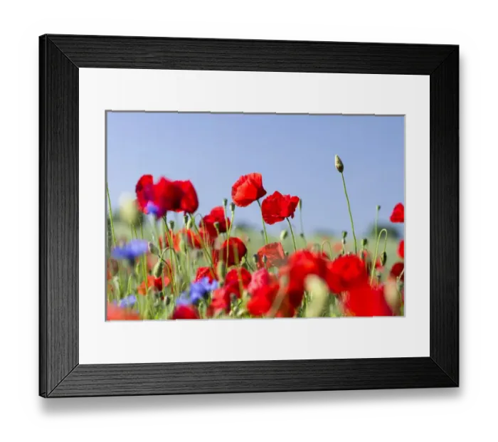 Framed Print : Field with poppy and conrflowers in the Usedomer Schweiz on the island of Usedom