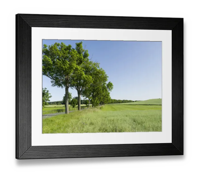 Framed Print : Alley in the Usedomer Schweiz on the island of Usedom Framed Print : Alley in the Usedomer Schweiz on the island of Usedom