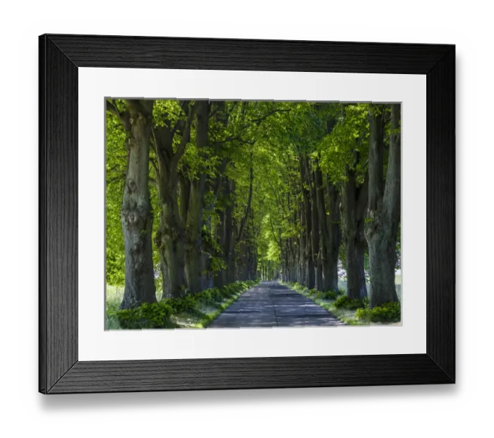 Framed Print : Alley on the island of Usedom. Europe, Germany, Mecklenburg-Western Pomerania, Usedom Framed Print : Alley on the island of Usedom. Europe, Germany, Mecklenburg-Western Pomerania, Usedom