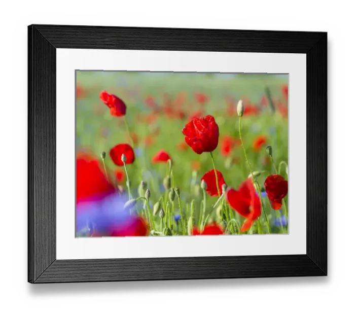 Framed Print : Field with poppy and conrflowers in the Usedomer Schweiz on the island of Usedom
