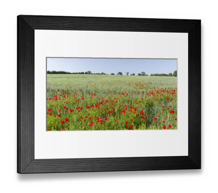 Framed Print : Field with poppy and conrflowers in the Usedomer Schweiz on the island of Usedom Framed Print : Field with poppy and conrflowers in the Usedomer Schweiz on the island of Usedom