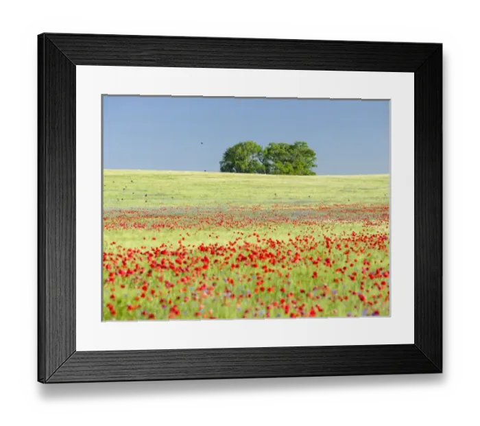 Framed Print : Field with poppy and conrflowers in the Usedomer Schweiz on the island of Usedom