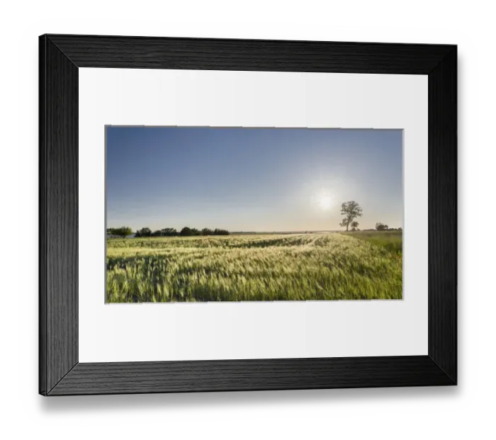 Framed Print : Grainfield in the Usedomer Schweiz on the island of Usedom