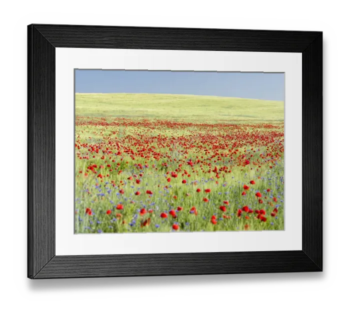 Framed Print : Field with poppy and conrflowers in the Usedomer Schweiz on the island of Usedom Framed Print : Field with poppy and conrflowers in the Usedomer Schweiz on the island of Usedom