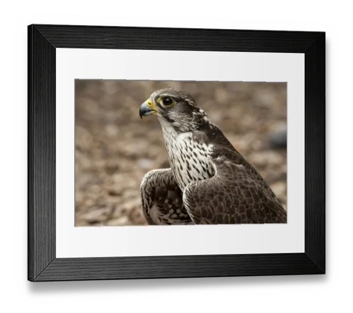 Framed Print : Falcon Portrait