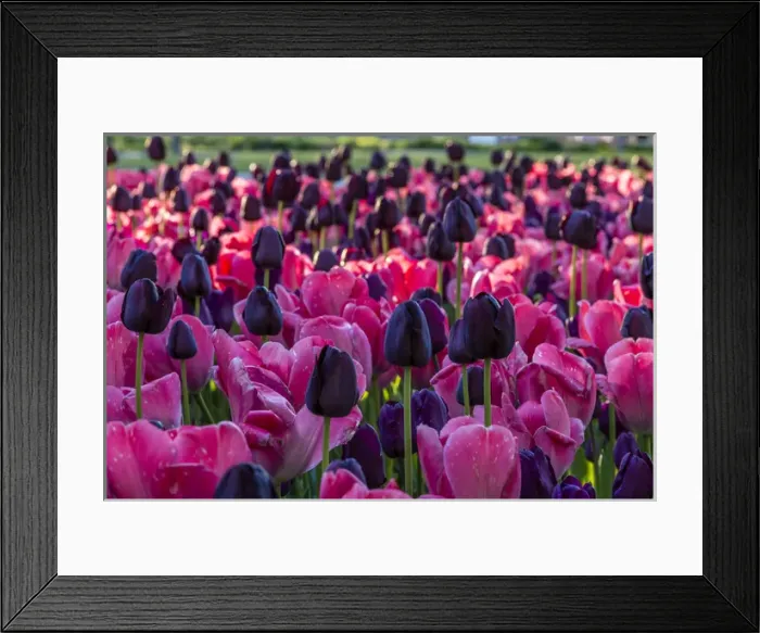 Framed Print : Tulip Flowers. Cochem. Germany Framed Print : Tulip Flowers. Cochem. Germany