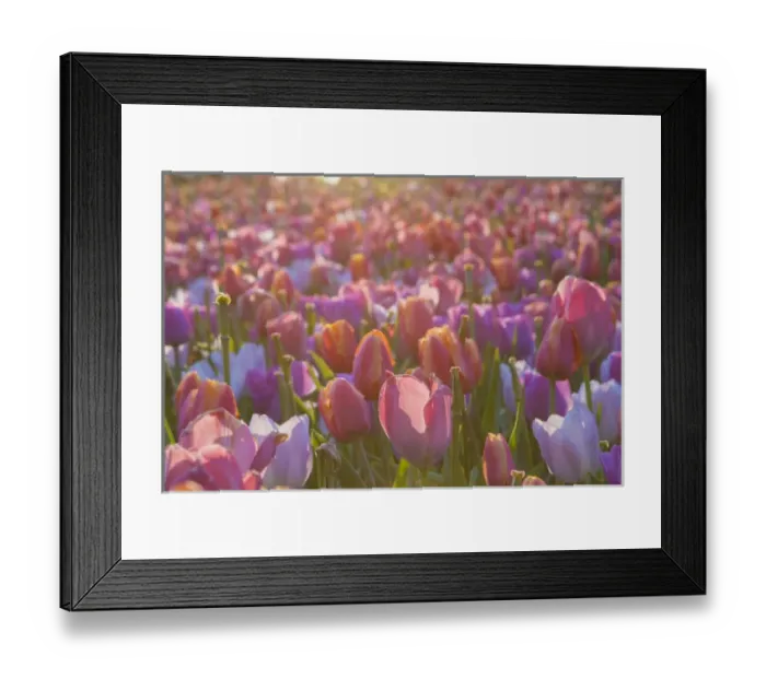 Framed Print : Tulip Flowers. Cochem. Germany
