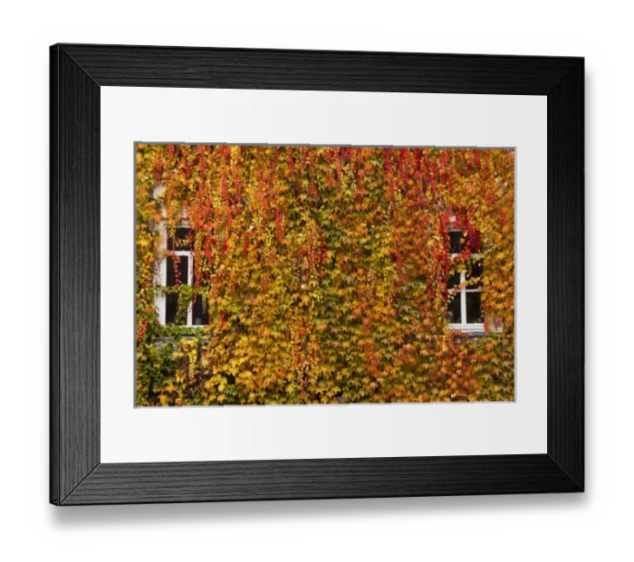 Framed Print : Germany, Hesse, Wetzlar, building covered with ivy, autumn Framed Print : Germany, Hesse, Wetzlar, building covered with ivy, autumn