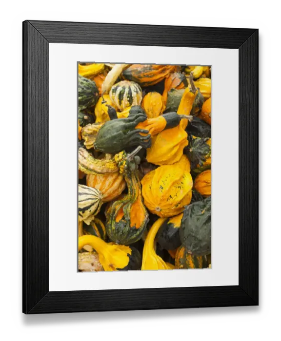 Framed Print : Germany, Baden-Wurttemburg, Ludwigsburg, Bluhendes Barock Gardens, fall festival, squash Framed Print : Germany, Baden-Wurttemburg, Ludwigsburg, Bluhendes Barock Gardens, fall festival, squash