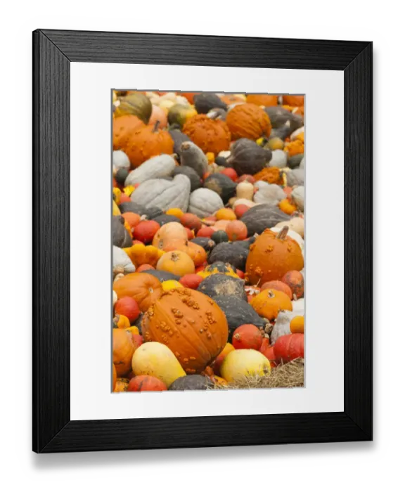 Framed Print : Germany, Baden-Wurttemburg, Ludwigsburg, Bluhendes Barock Gardens, fall festival Framed Print : Germany, Baden-Wurttemburg, Ludwigsburg, Bluhendes Barock Gardens, fall festival
