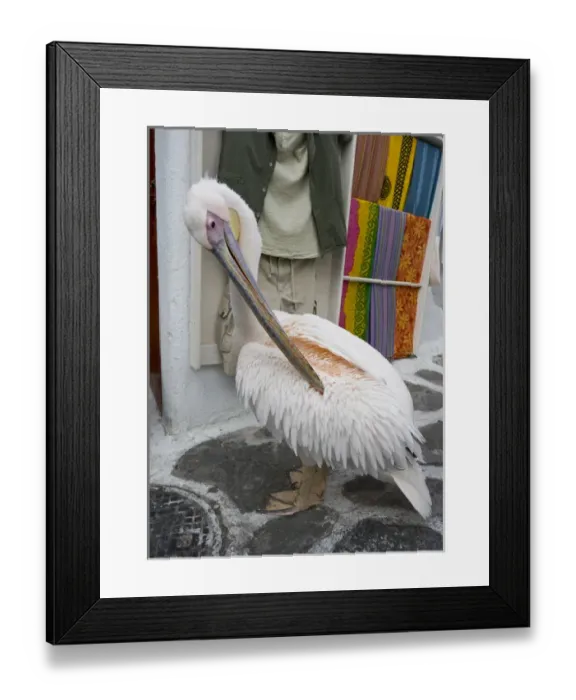 Framed Print : Europe, Greece, Mykonos, Hora. Pelican grooming in alleyway Framed Print : Europe, Greece, Mykonos, Hora. Pelican grooming in alleyway