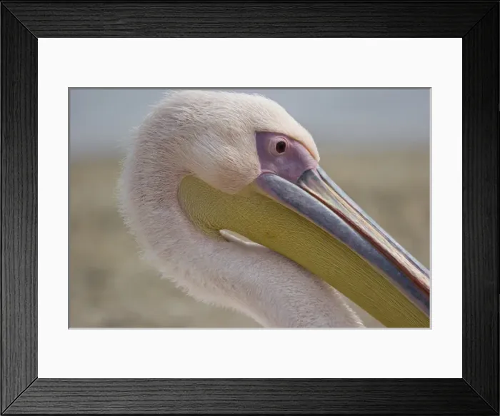 Framed Print : Europe, Greece, Mykonos. Close-up of head of pink pelican Framed Print : Europe, Greece, Mykonos. Close-up of head of pink pelican