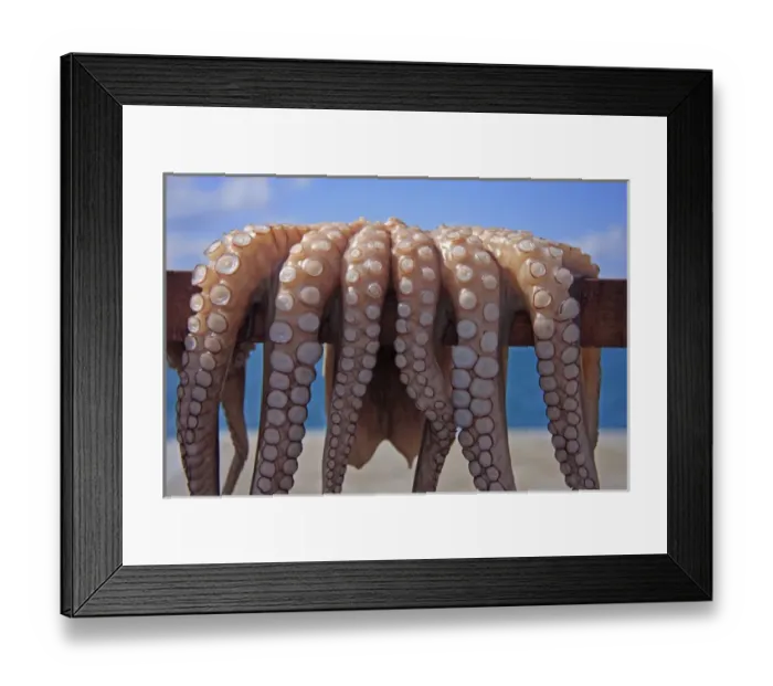 Framed Print : Europe, Greece, Cyclades, Paros, Naoussa. Fresh octopus dries in a fishing village Framed Print : Europe, Greece, Cyclades, Paros, Naoussa. Fresh octopus dries in a fishing village