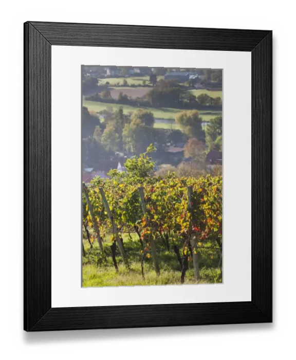 Framed Print : Germany, Baden-Wurttemburg, Black Forest, Gengenbach, hillside vineyards, fall Framed Print : Germany, Baden-Wurttemburg, Black Forest, Gengenbach, hillside vineyards, fall