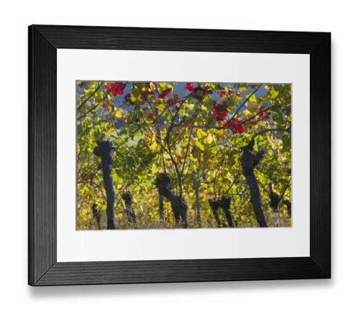 Framed Print : Germany, Baden-Wurttemburg, Black Forest, Gengenbach, hillside vineyards, fall Framed Print : Germany, Baden-Wurttemburg, Black Forest, Gengenbach, hillside vineyards, fall