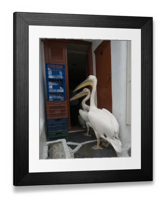 Framed Print : Europe, Greece, Mykonos, Hora. Two pelicans going in back door of restaurant. Credit as Framed Print : Europe, Greece, Mykonos, Hora. Two pelicans going in back door of restaurant. Credit as