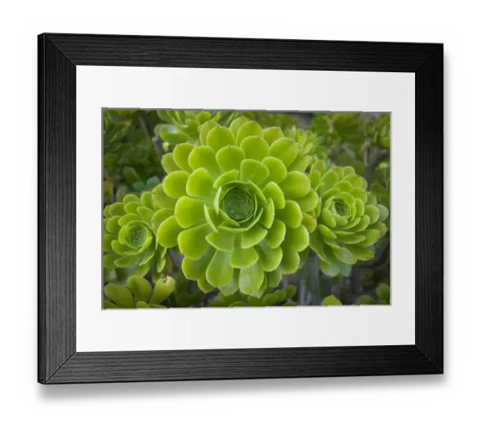 Framed Print : Mykonos, Greece, succulent plant Framed Print : Mykonos, Greece, succulent plant