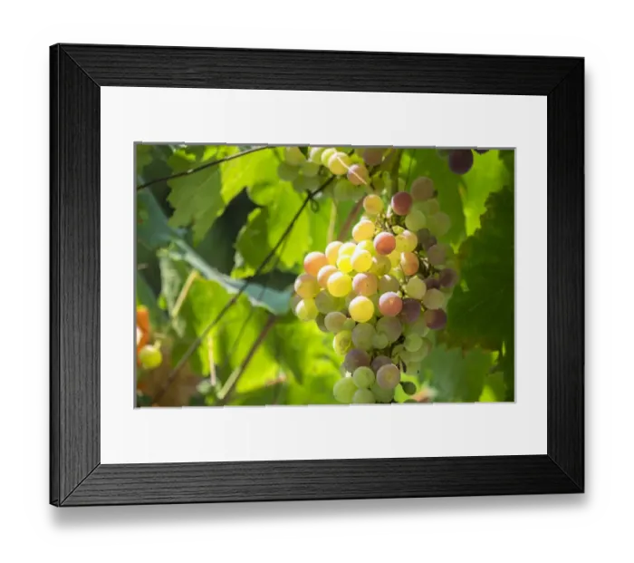 Framed Print : Grapevine, Corfu, Greece, Europe Framed Print : Grapevine, Corfu, Greece, Europe