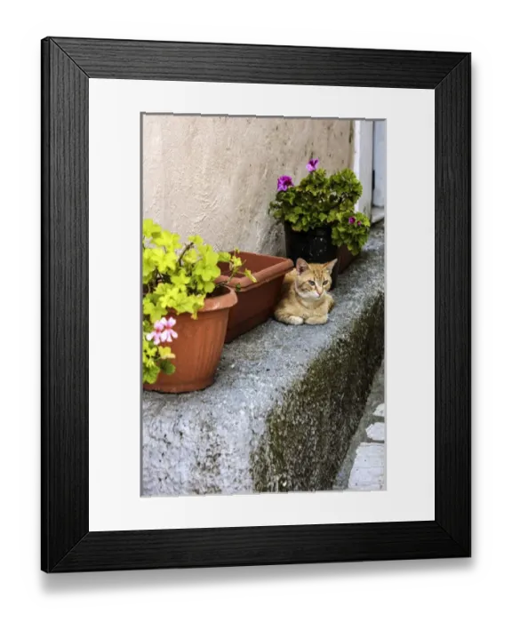 Framed Print : Corfu, Greece. Orange Tabby Cat lays down near potted plants Framed Print : Corfu, Greece. Orange Tabby Cat lays down near potted plants