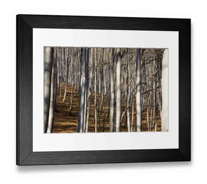 Framed Print : Common beech (Fagus sylvatica) in Buekk nationalpark in fall, Hungary