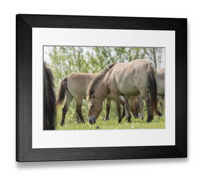 Framed Print : Przewalskis Horses or Takhi (Equus ferus przewalskii) grazing in a field in the wildlife