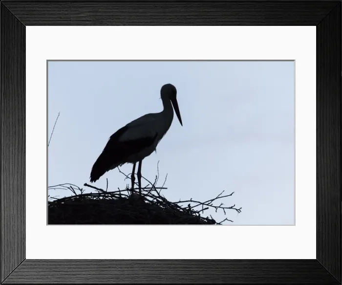 Framed Print : White Stork (Ciconia ciconia) on nest in the hungarian Puszta during dawn silhouetted