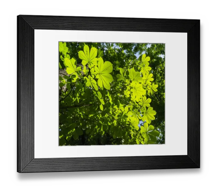 Framed Print : Horse Chestnut (Aesculus hippocastanum), canopy. Europe, Eastern Europe, Hungary, may
